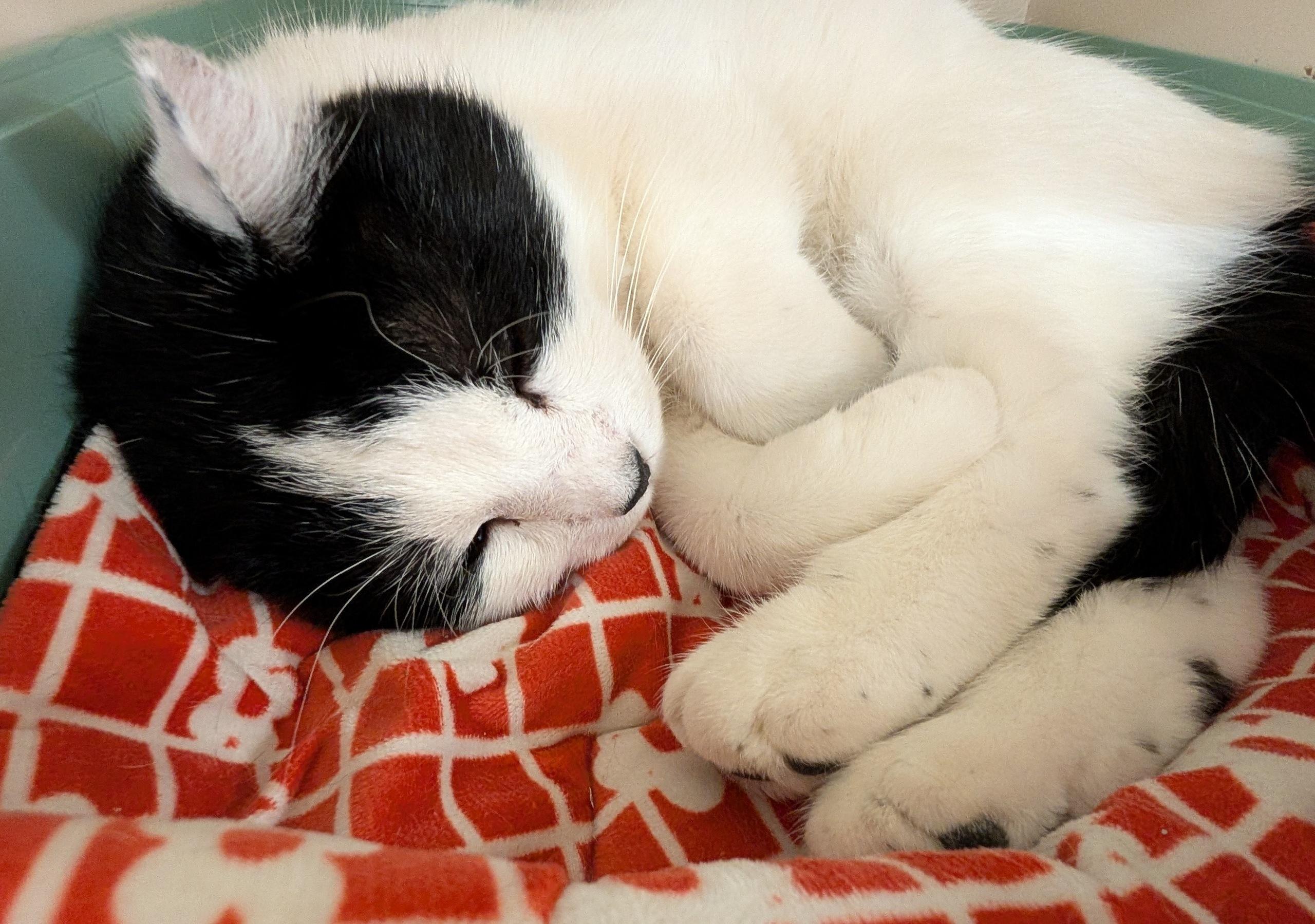 Patch, a ADOPTABLE Domestic Short Hair in Fairview Heights, IL image 2/6