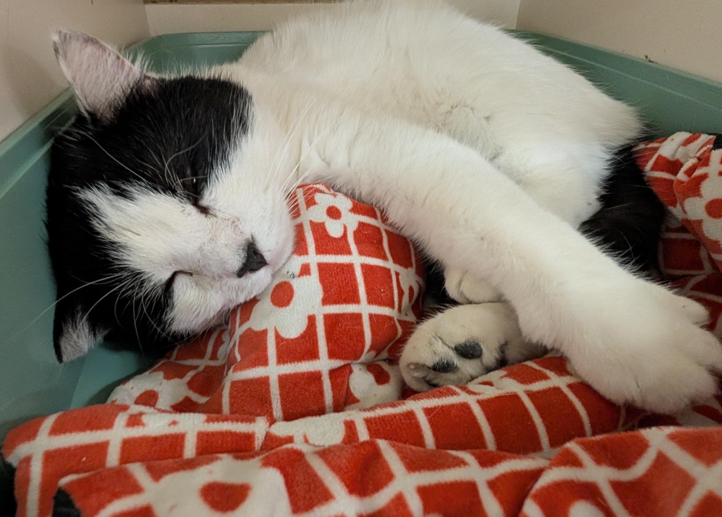Patch, ADOPTABLE, Young Male Domestic Short Hair.