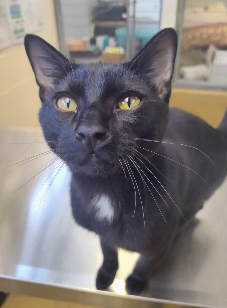 Recess, Adoptable, Young Male Domestic Short Hair.