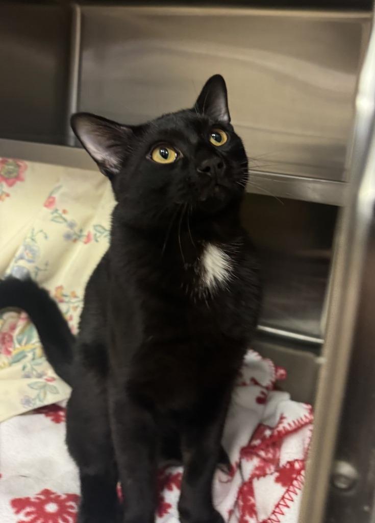 Enlarge Recess, a Adoptable mixed breed in Grand Forks, ND image 2/3