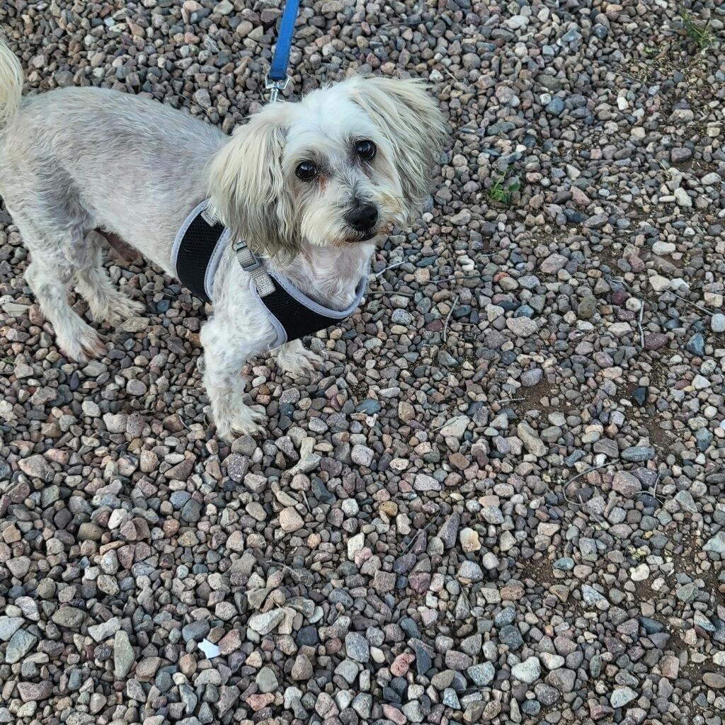 Enlarge Reggie, a ADOPTABLE mixed breed in Tucson, AZ image 1/1