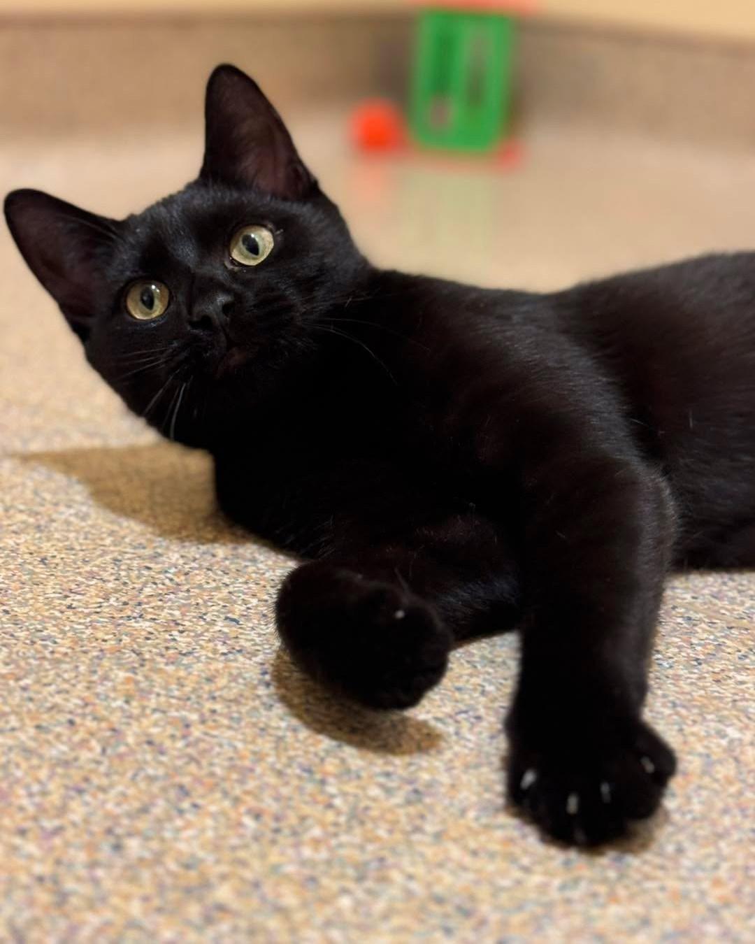 Parker, a ADOPTABLE mixed breed in Fremont, MI image 1/4