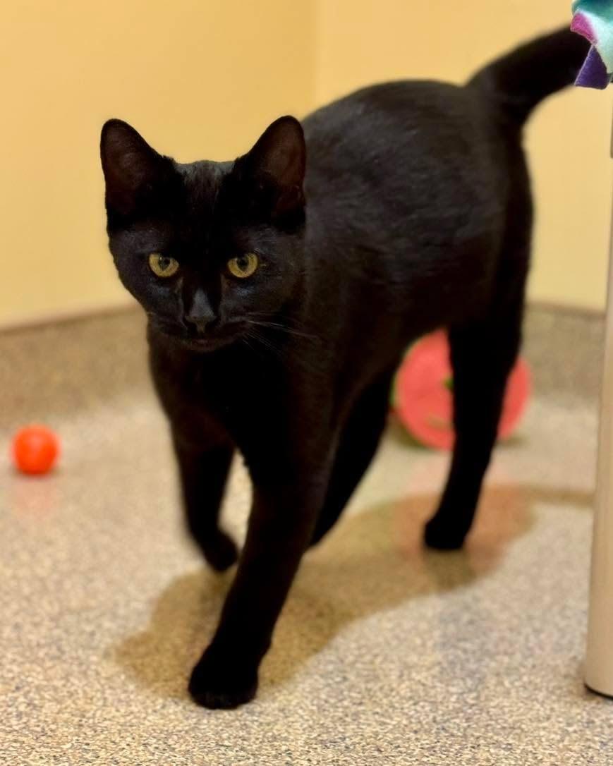 Parker, a ADOPTABLE mixed breed in Fremont, MI image 2/4