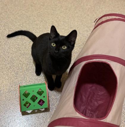 Parker, ADOPTABLE, Young Male Domestic Short Hair.