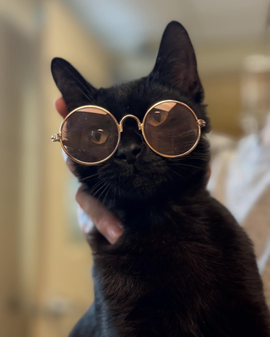 Parker, a ADOPTABLE mixed breed in Fremont, MI image 4/4