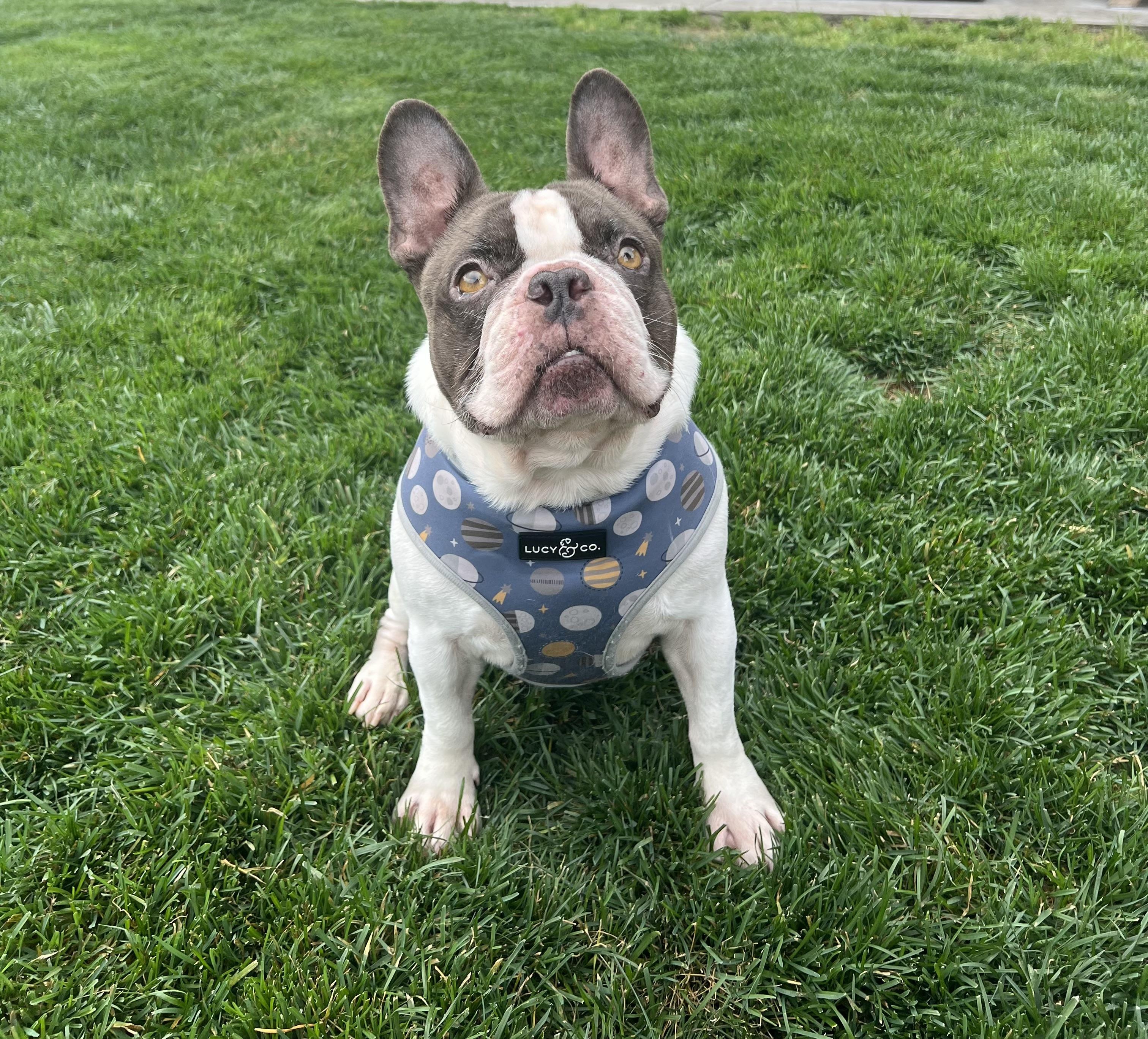 Enlarge Blu, a ADOPTABLE French Bulldog in Georgetown , CA image 1/2