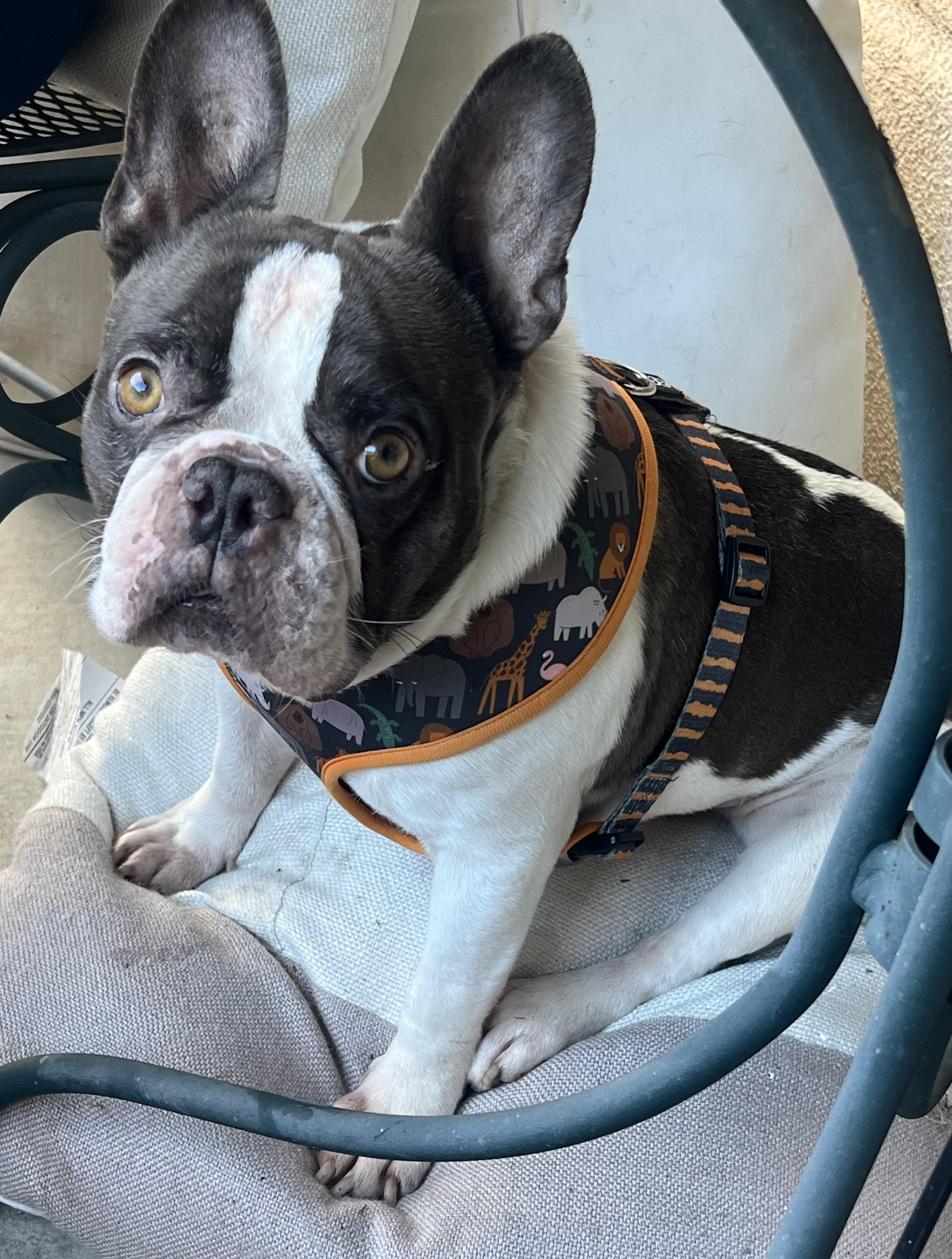 Enlarge Blu, a ADOPTABLE French Bulldog in Georgetown , CA image 2/2