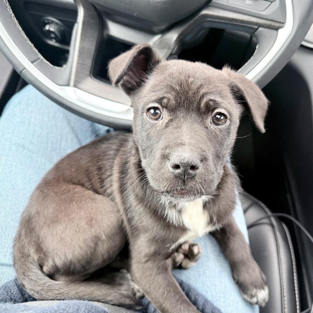 Enlarge Star, a Adoptable Mixed Breed in Victoria, BC image 4/5