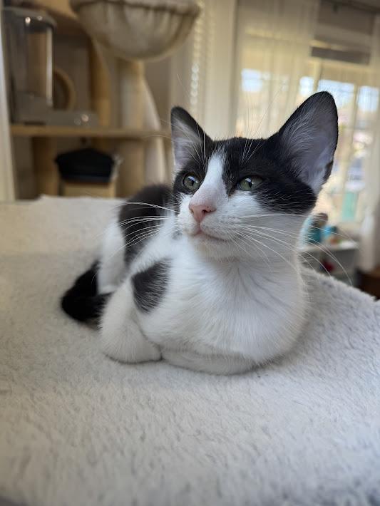 Lotus ***Foster Family in Vancouver, WA***, Adoptable, Kitten Female Domestic Short Hair.