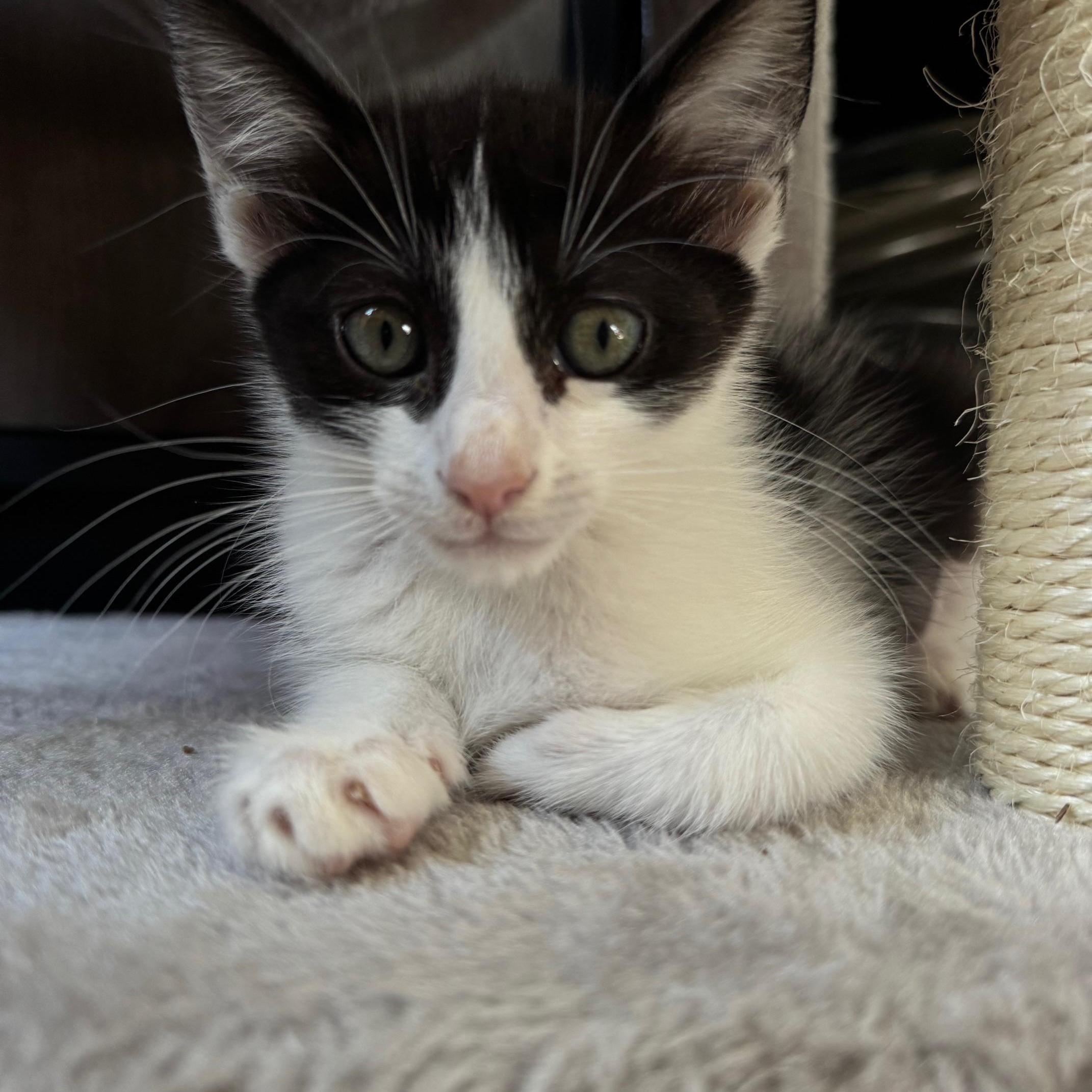 Enlarge Lotus ***Foster Family in Vancouver, WA***, a Adoptable Domestic Short Hair in Hillsboro, OR image 6/6