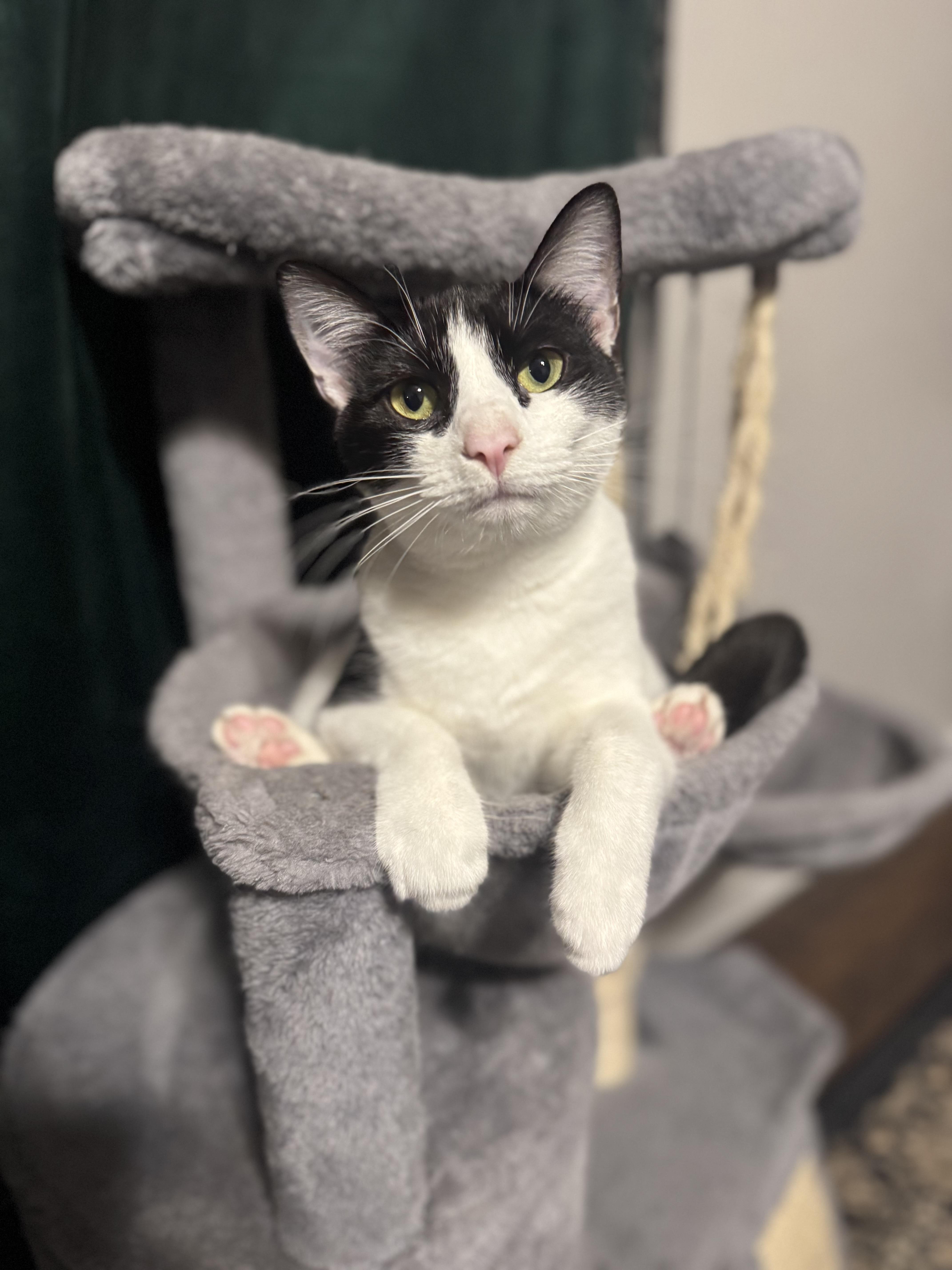 Enlarge Lotus ***Foster Family in Vancouver, WA***, a Adoptable Domestic Short Hair in Hillsboro, OR image 5/6