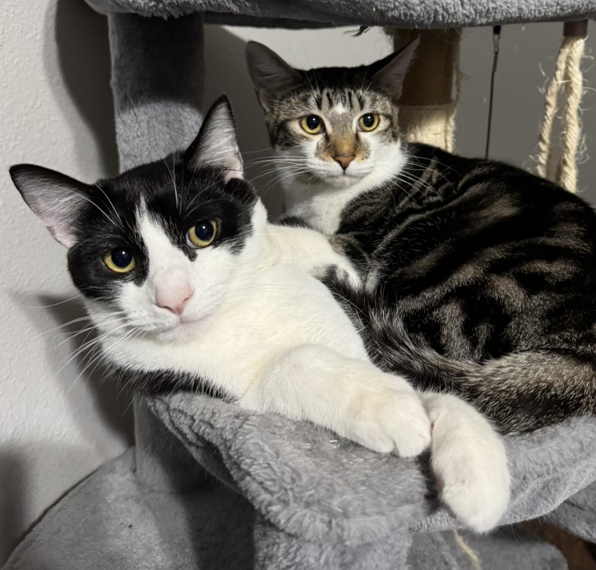 Enlarge Lotus ***Foster Family in Vancouver, WA***, a Adoptable Domestic Short Hair in Hillsboro, OR image 4/6