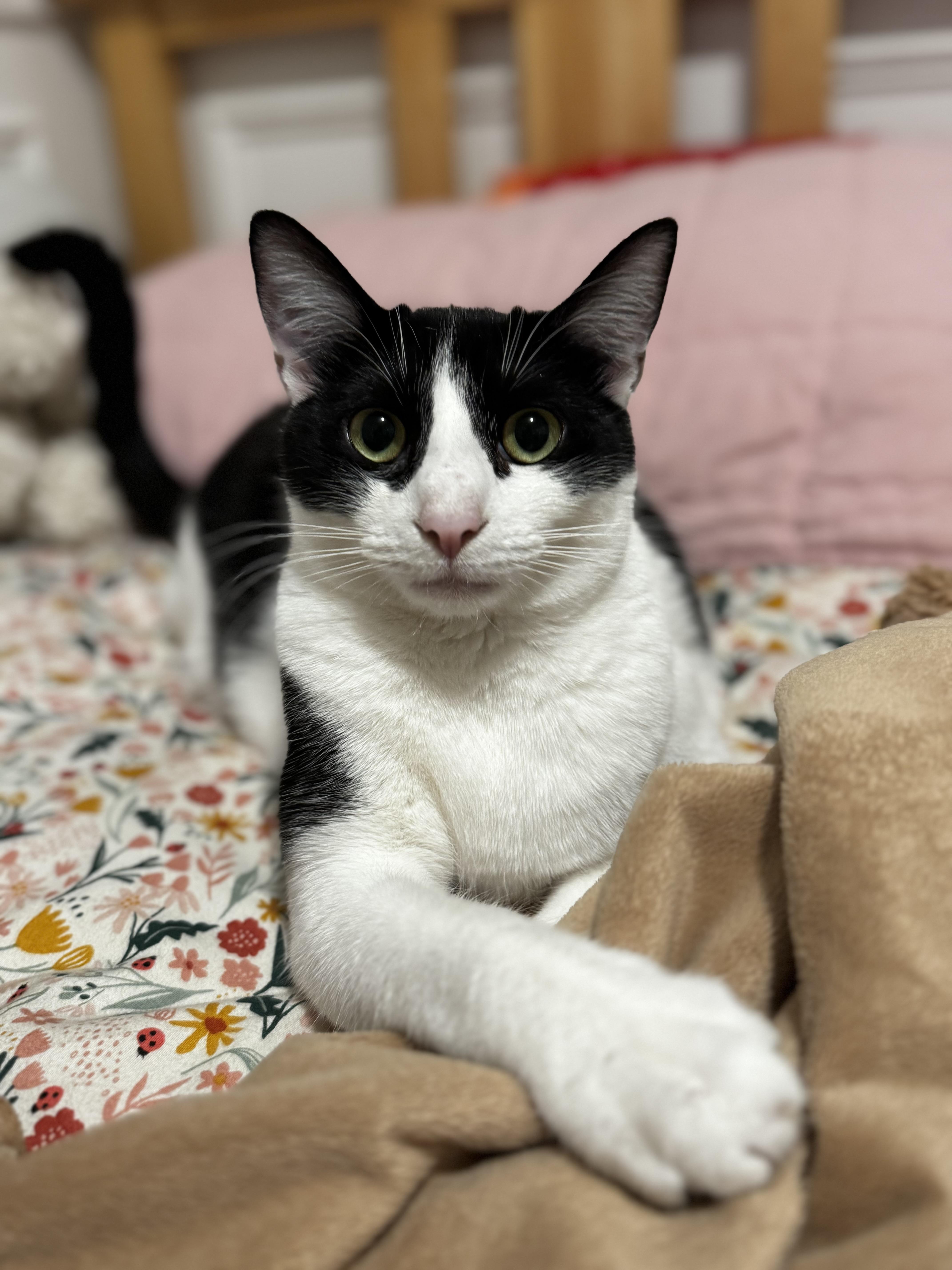 Enlarge Lotus ***Foster Family in Vancouver, WA***, a Adoptable Domestic Short Hair in Hillsboro, OR image 6/6