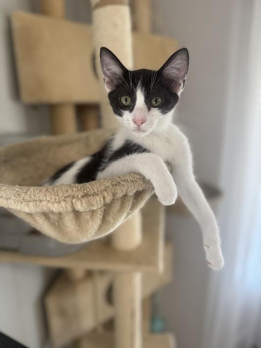 Lotus ***Foster Family in Vancouver, WA***, Adoptable, Kitten Female Domestic Short Hair.