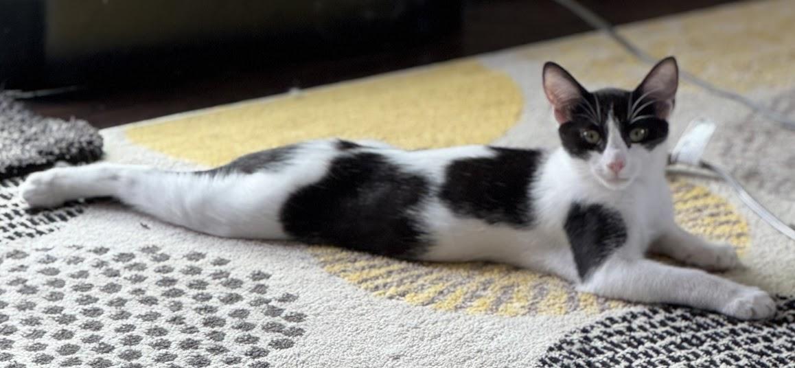 Enlarge Lotus ***Foster Family in Vancouver, WA***, a Adoptable Domestic Short Hair in Hillsboro, OR image 2/6