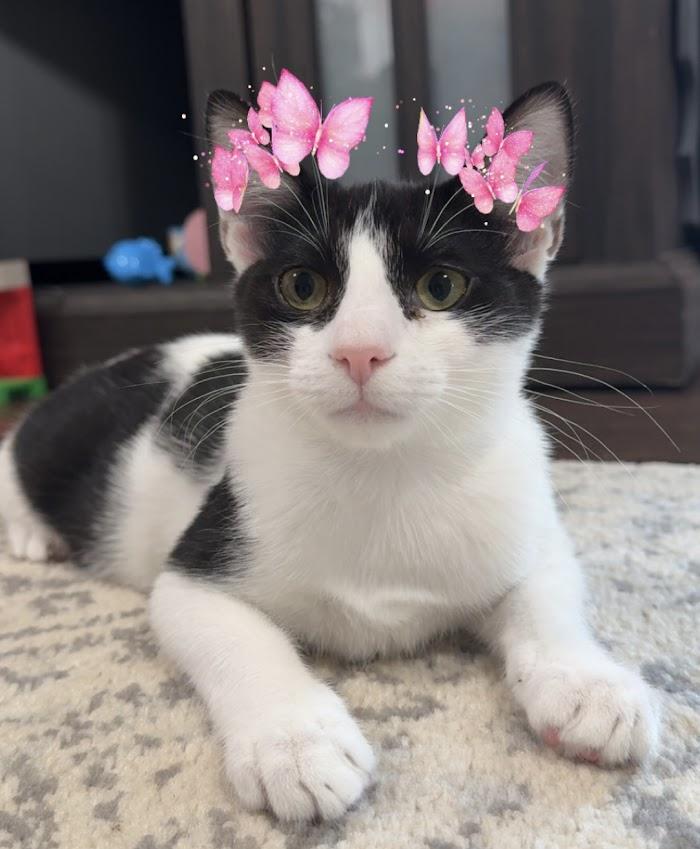 Lotus ***Foster Family in Vancouver, WA***, Adoptable, Kitten Female Domestic Short Hair.