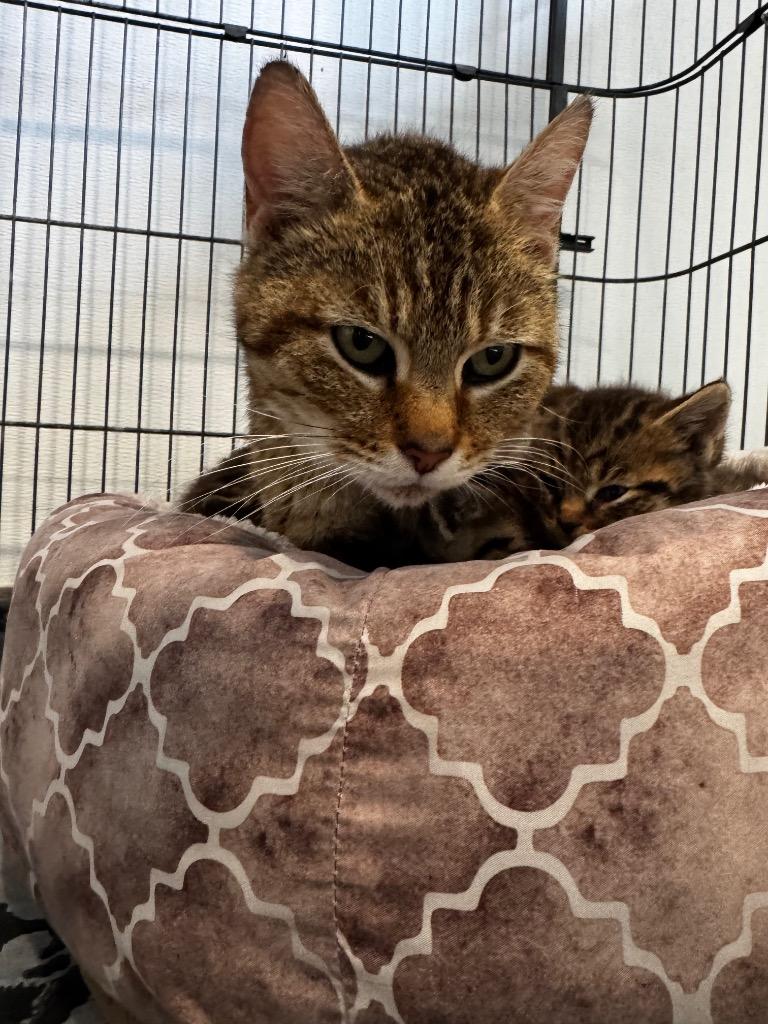 Orion- Orange, Adoptable, Kitten Male Abyssinian.