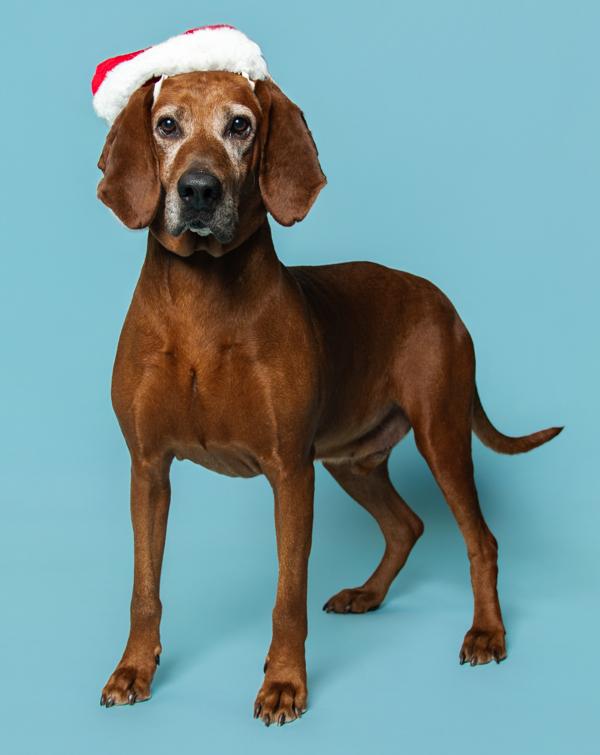 Rusty, a Adoptable mixed breed in Knoxville, TN image 3/3