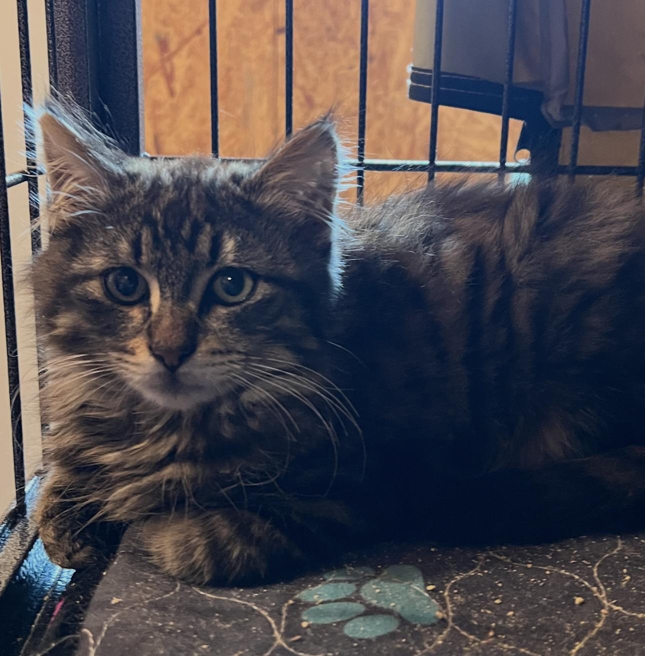 Harper, Adoptable, Kitten Female Domestic Short Hair.