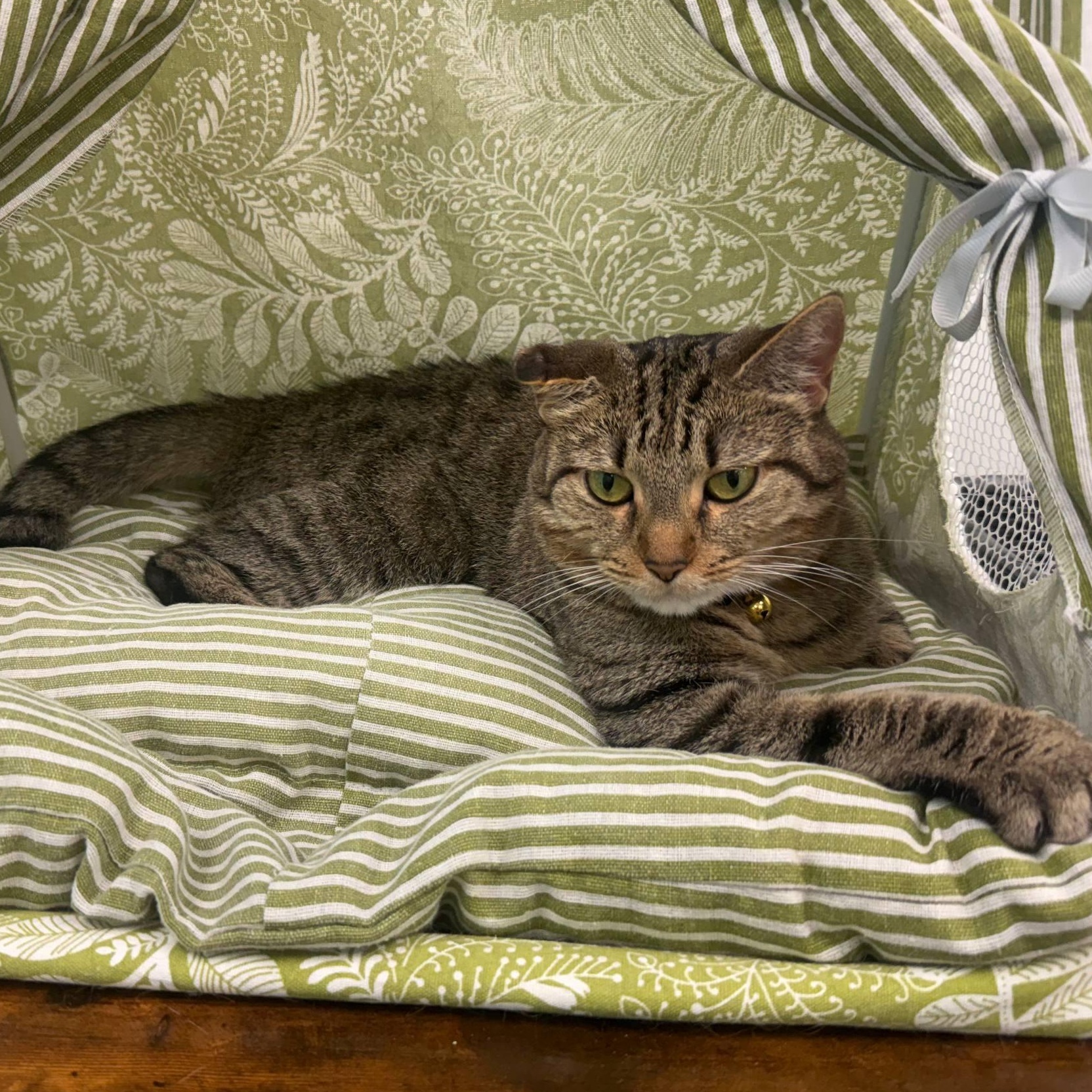 Enlarge Mila, a Adoptable Domestic Short Hair in Louisville, OH image 5/5