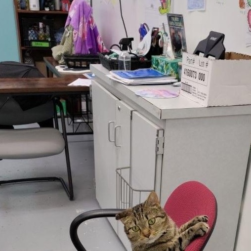 Enlarge Mila, a Adoptable Domestic Short Hair in Louisville, OH image 4/5