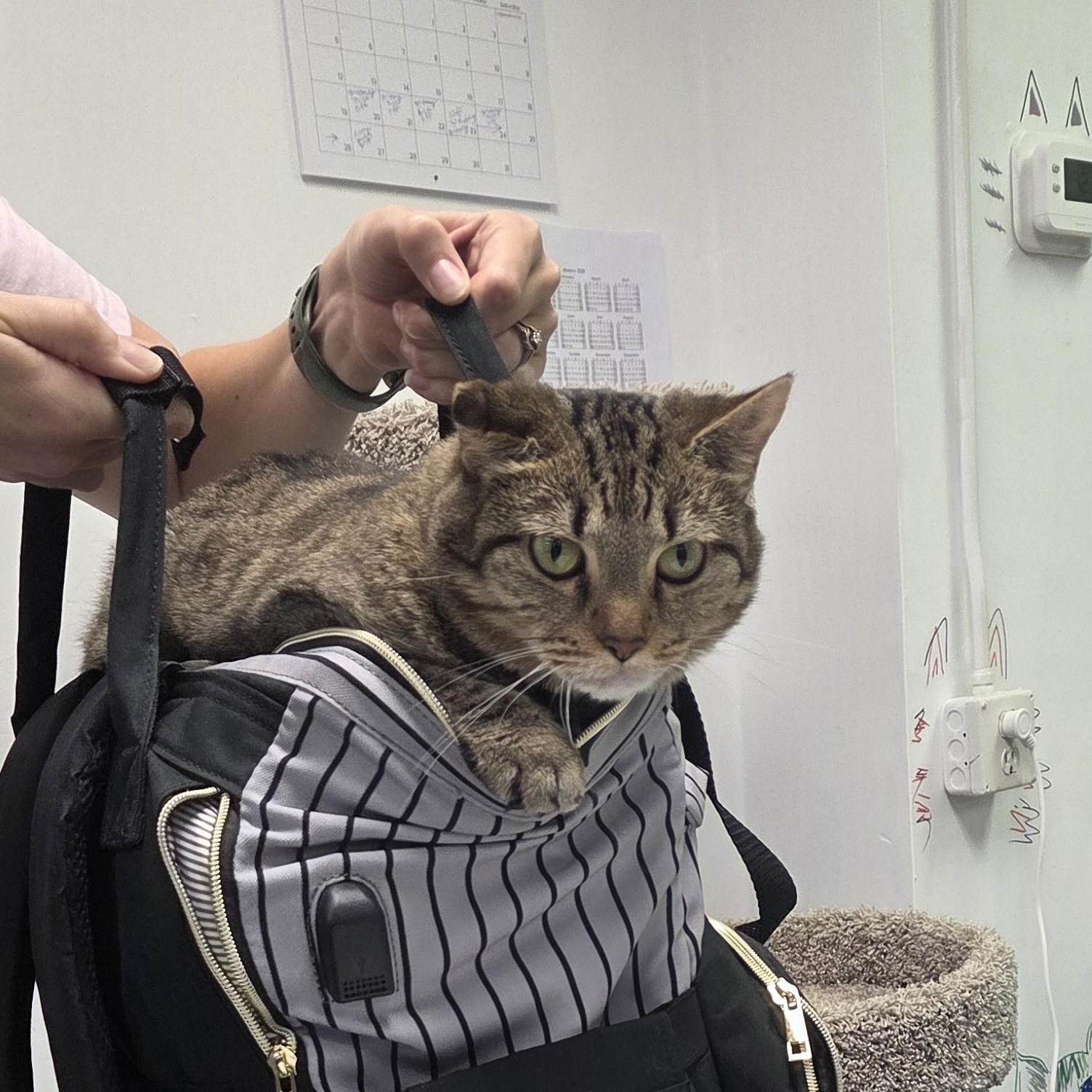 Enlarge Mila, a Adoptable Domestic Short Hair in Louisville, OH image 2/5
