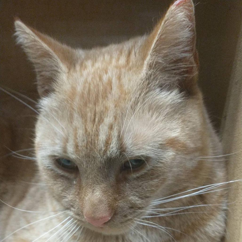 FRA Clem, Adoptable, Young Male Domestic Short Hair.