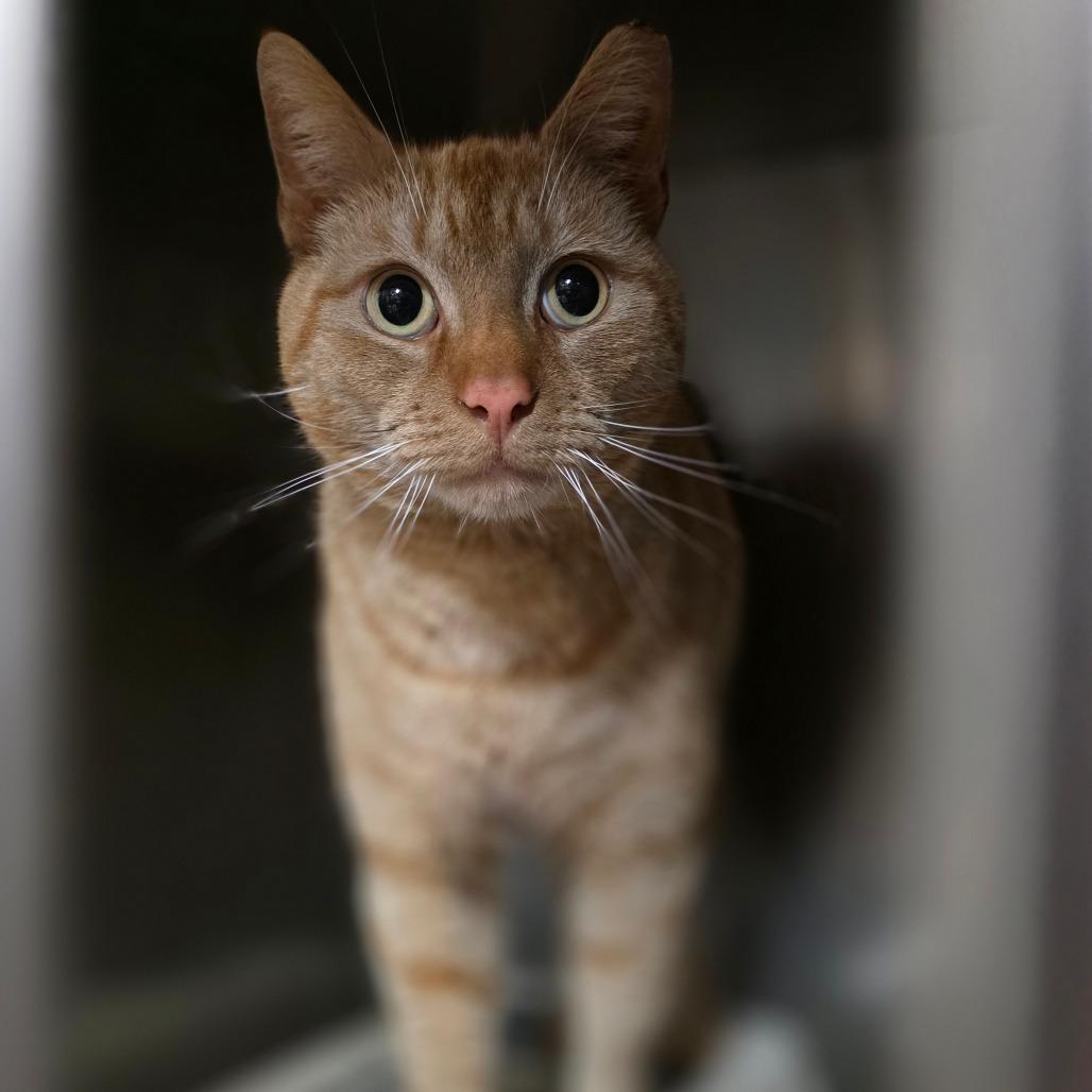 Enlarge FRA Clem, a Adoptable Domestic Short Hair in Abingdon, MD image 2/5