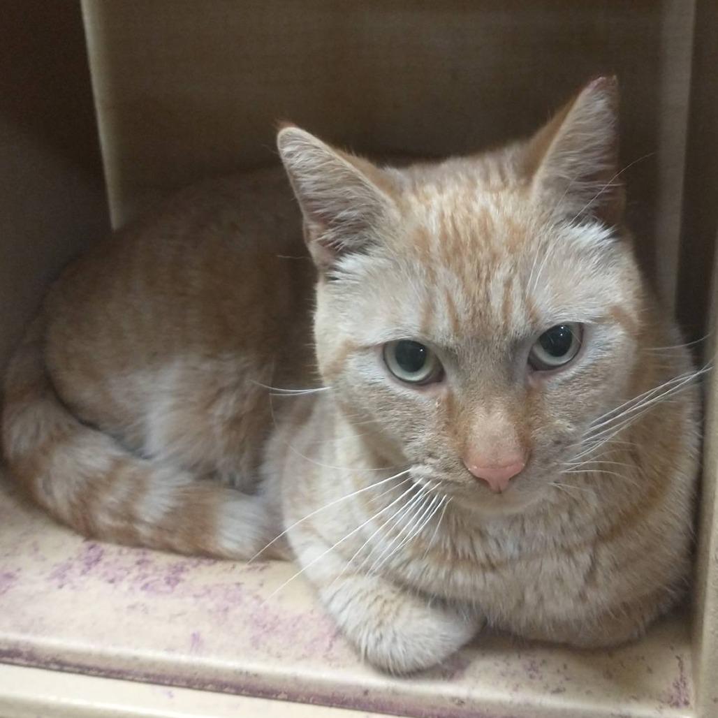 Enlarge FRA Clem, a Adoptable Domestic Short Hair in Abingdon, MD image 3/5