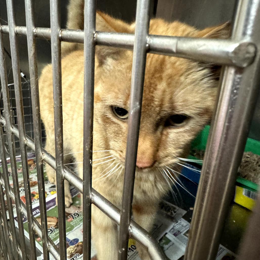 Enlarge FRA Clem, a Adoptable Domestic Short Hair in Abingdon, MD image 4/5