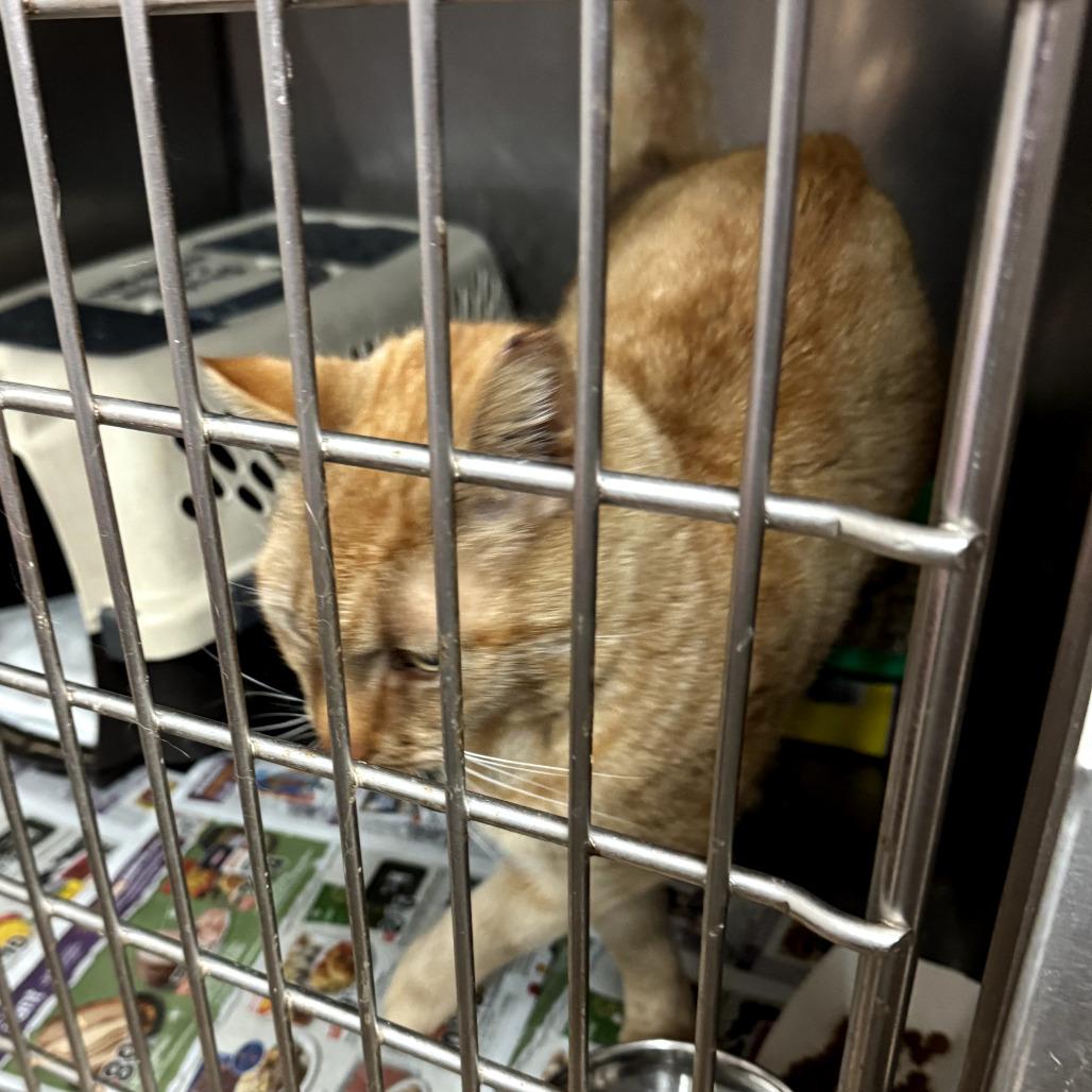 Enlarge FRA Clem, a Adoptable Domestic Short Hair in Abingdon, MD image 5/5