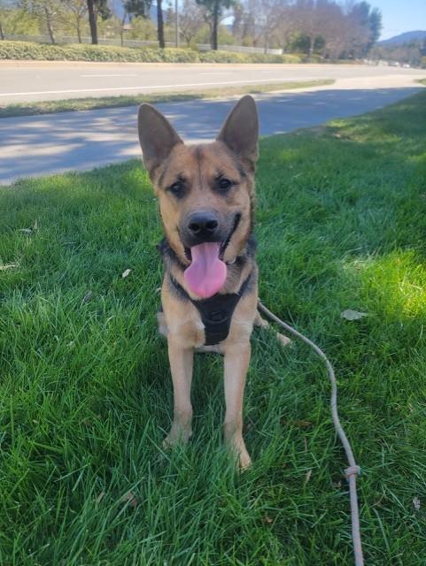 Enlarge VOLKOV, a Adoptable German Shepherd Dog in Murrieta, CA image 1/6