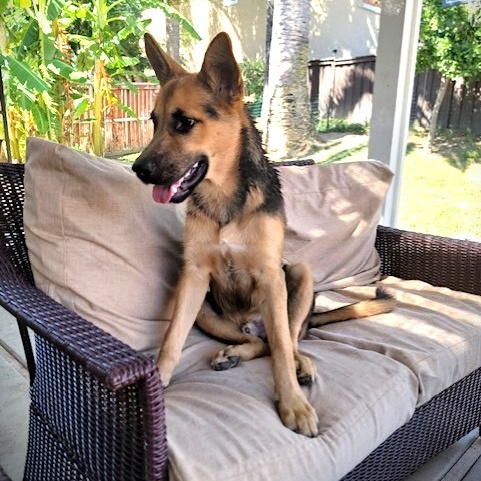 Enlarge VOLKOV, a Adoptable German Shepherd Dog in Murrieta, CA image 4/6