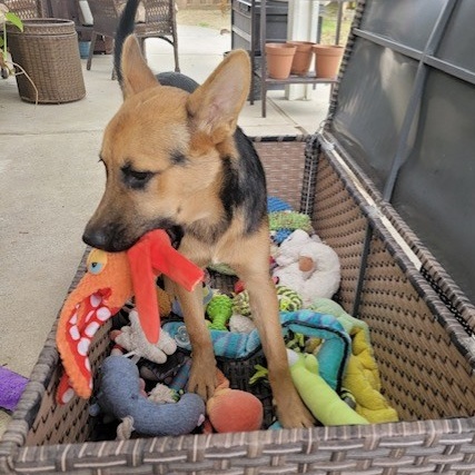 Enlarge VOLKOV, a Adoptable German Shepherd Dog in Murrieta, CA image 5/6