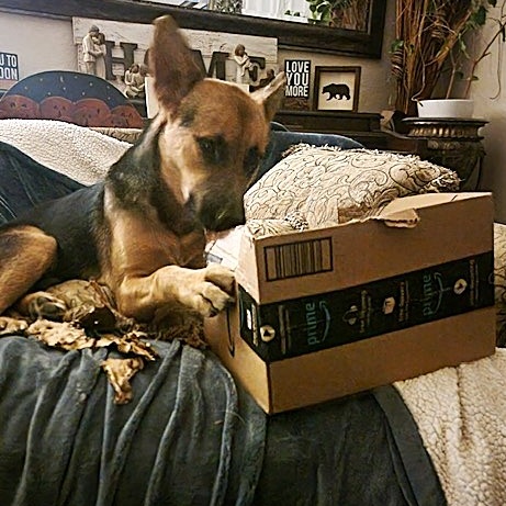 Enlarge VOLKOV, a Adoptable German Shepherd Dog in Murrieta, CA image 6/6