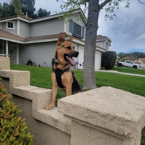 Enlarge VOLKOV, a Adoptable German Shepherd Dog in Murrieta, CA image 3/6