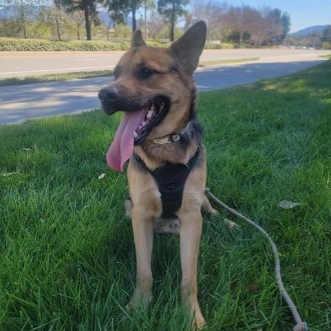 Enlarge VOLKOV, a Adoptable German Shepherd Dog in Murrieta, CA image 2/6