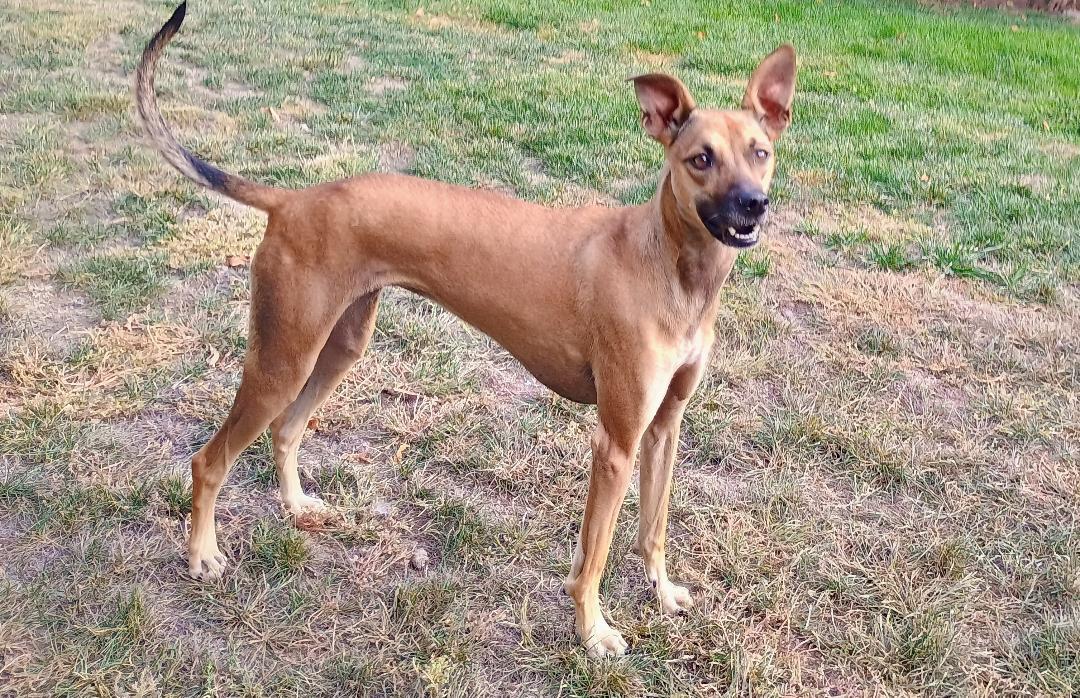 Enlarge RIVER, a Adopted mixed breed in Yakima, WA image 1/6