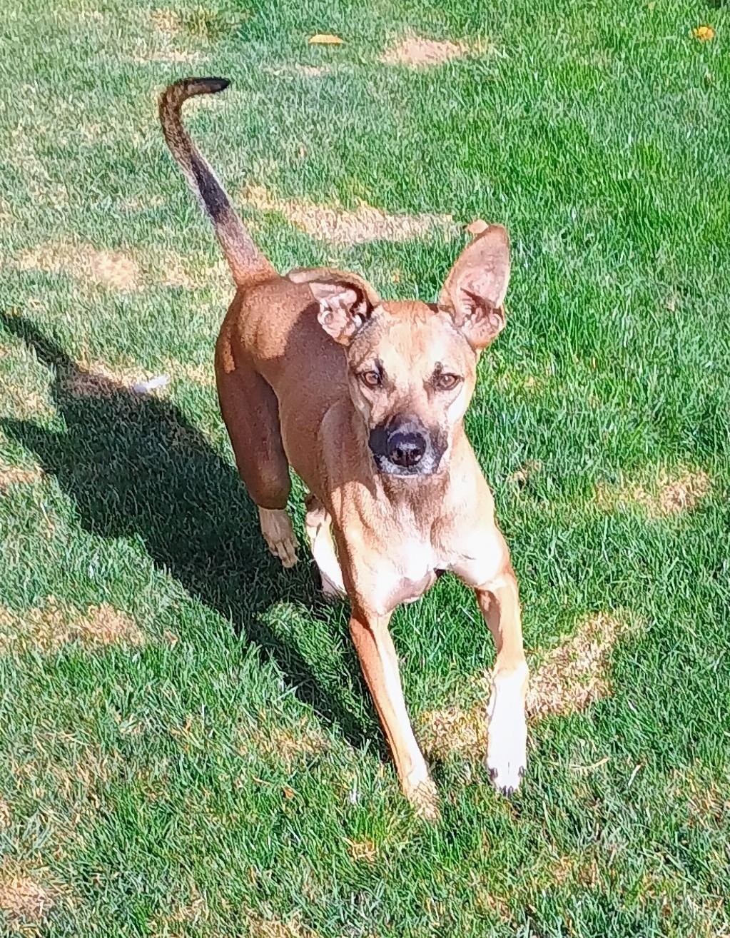 Enlarge RIVER, a Adopted mixed breed in Yakima, WA image 6/6