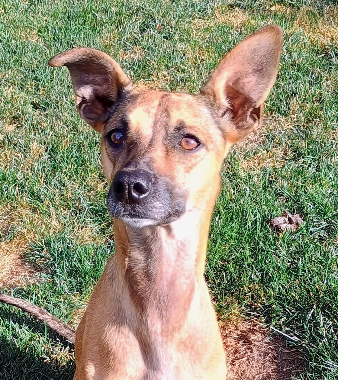 Enlarge RIVER, a Adopted mixed breed in Yakima, WA image 2/6