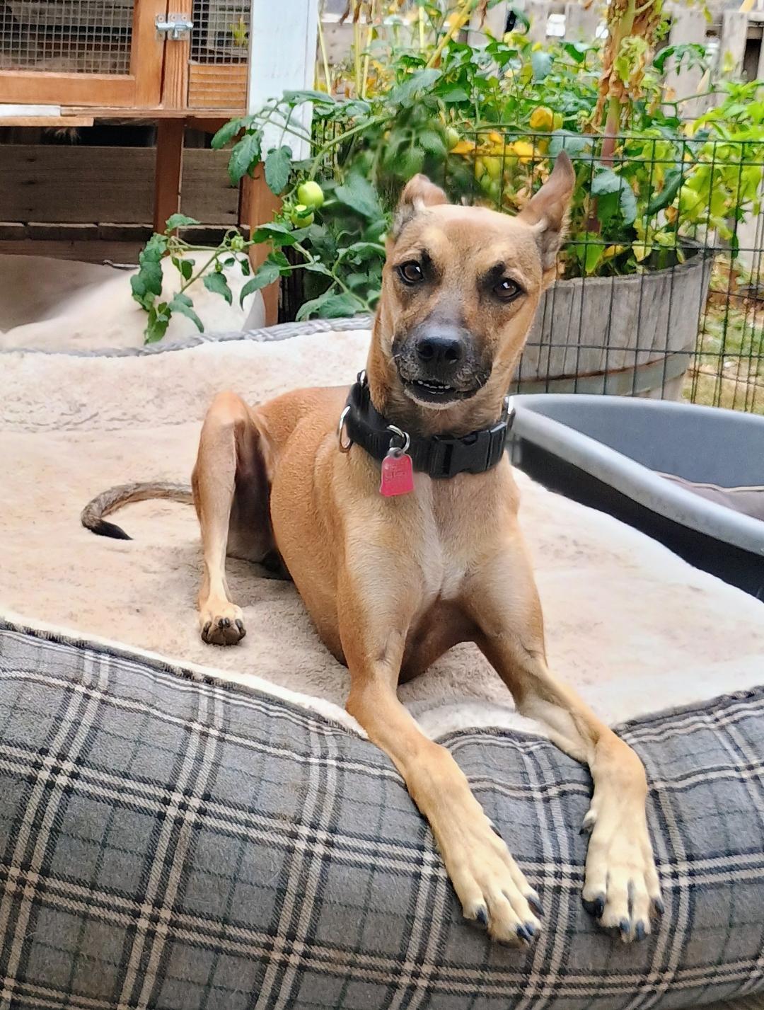 Enlarge RIVER, a Adopted mixed breed in Yakima, WA image 4/6