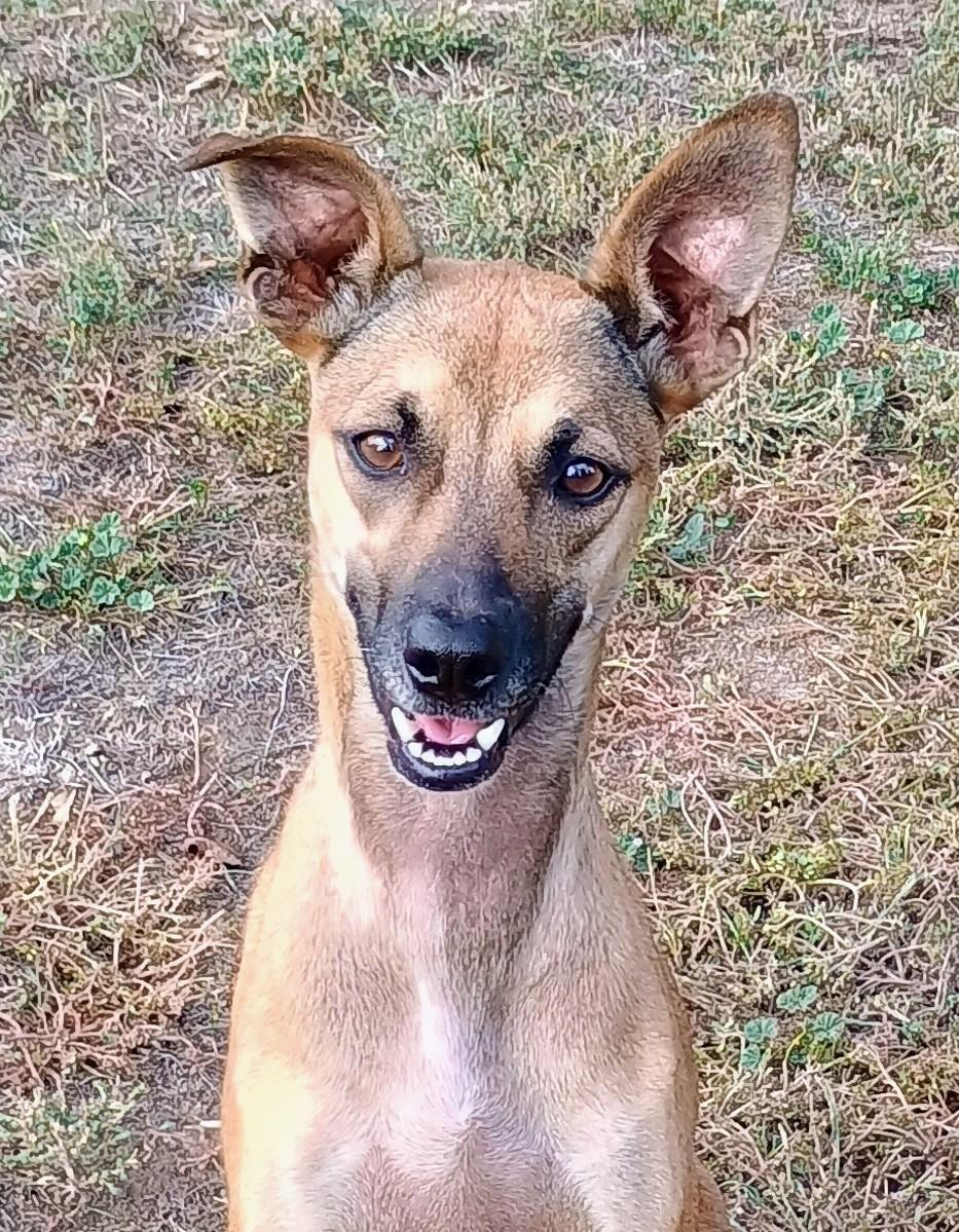 Enlarge RIVER, a Adopted mixed breed in Yakima, WA image 3/6