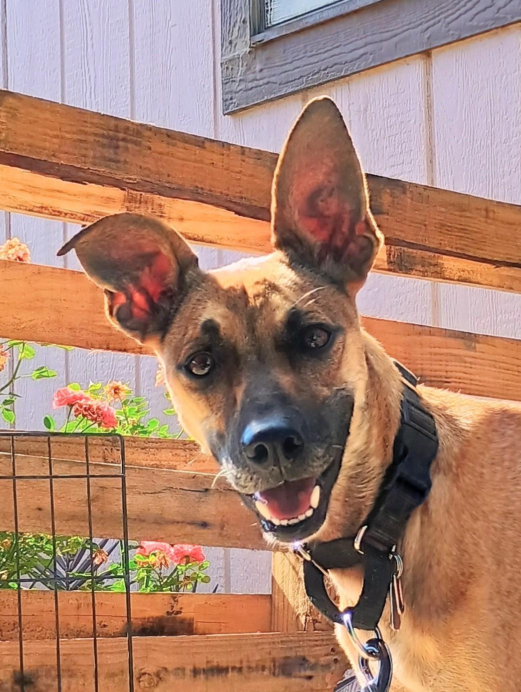 Enlarge RIVER, a Adopted mixed breed in Yakima, WA image 5/6