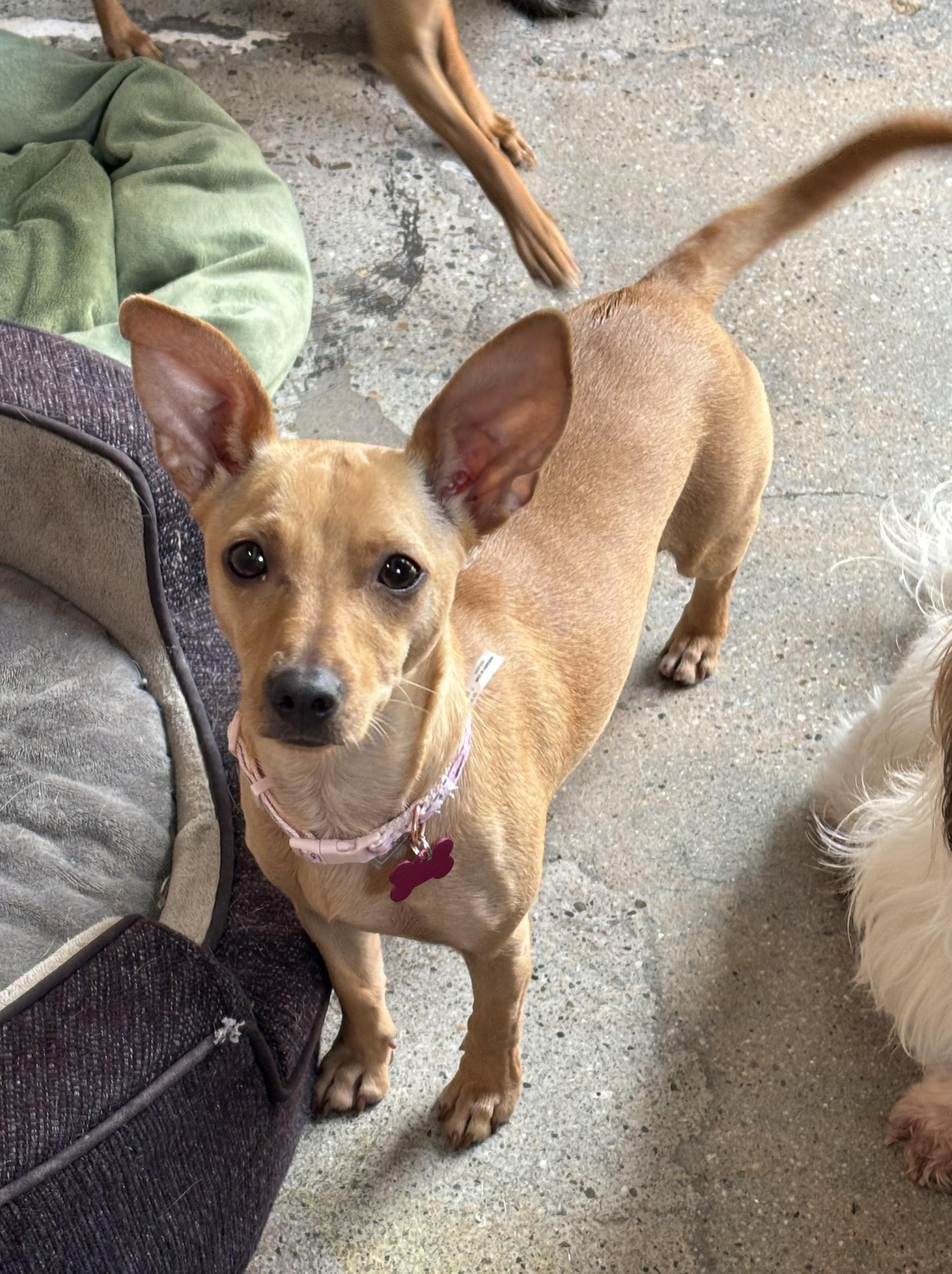 Enlarge Hauji, a ADOPTABLE Chihuahua in Thousand Oaks, CA image 2/2