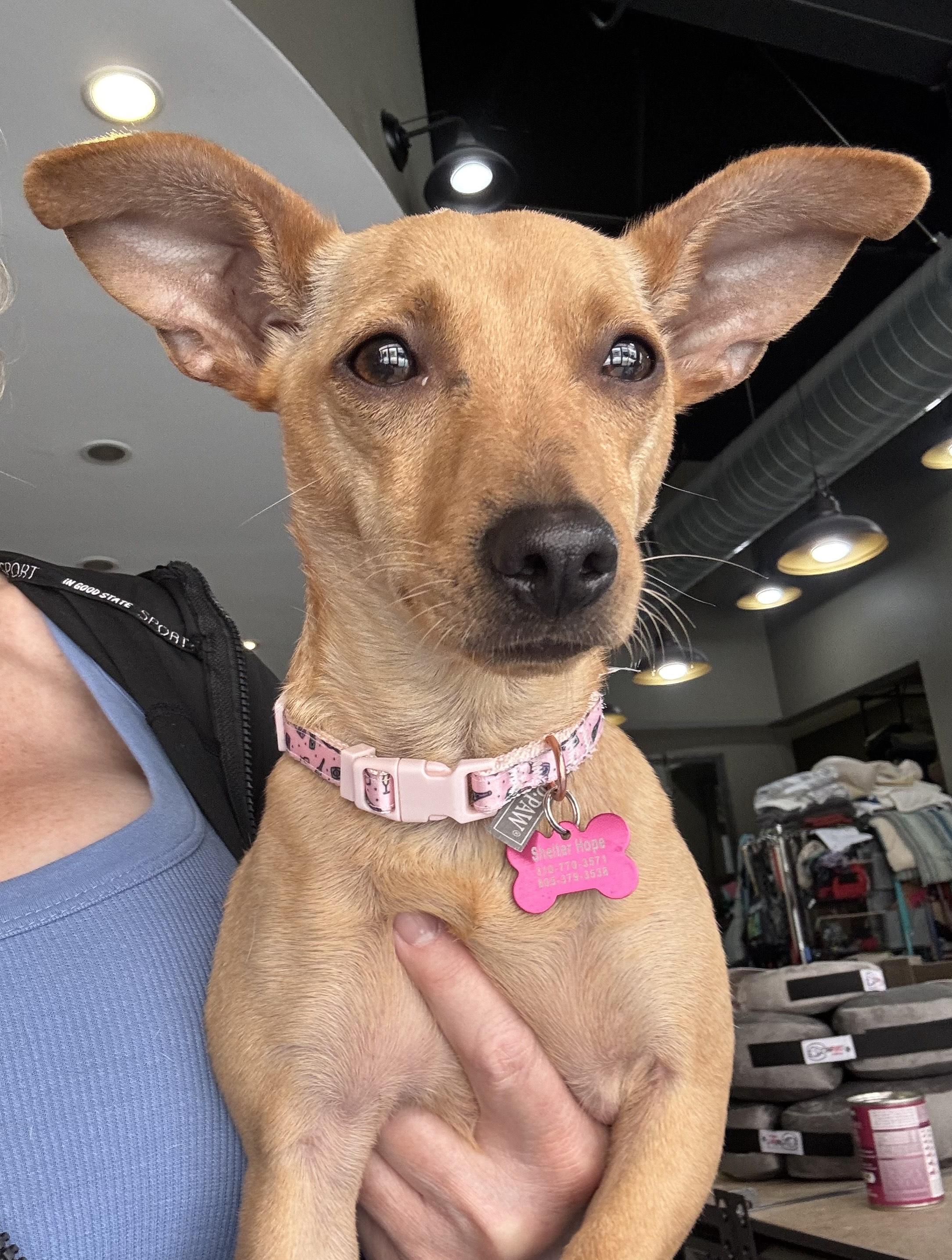 Hauji, ADOPTABLE, Young Female Chihuahua.