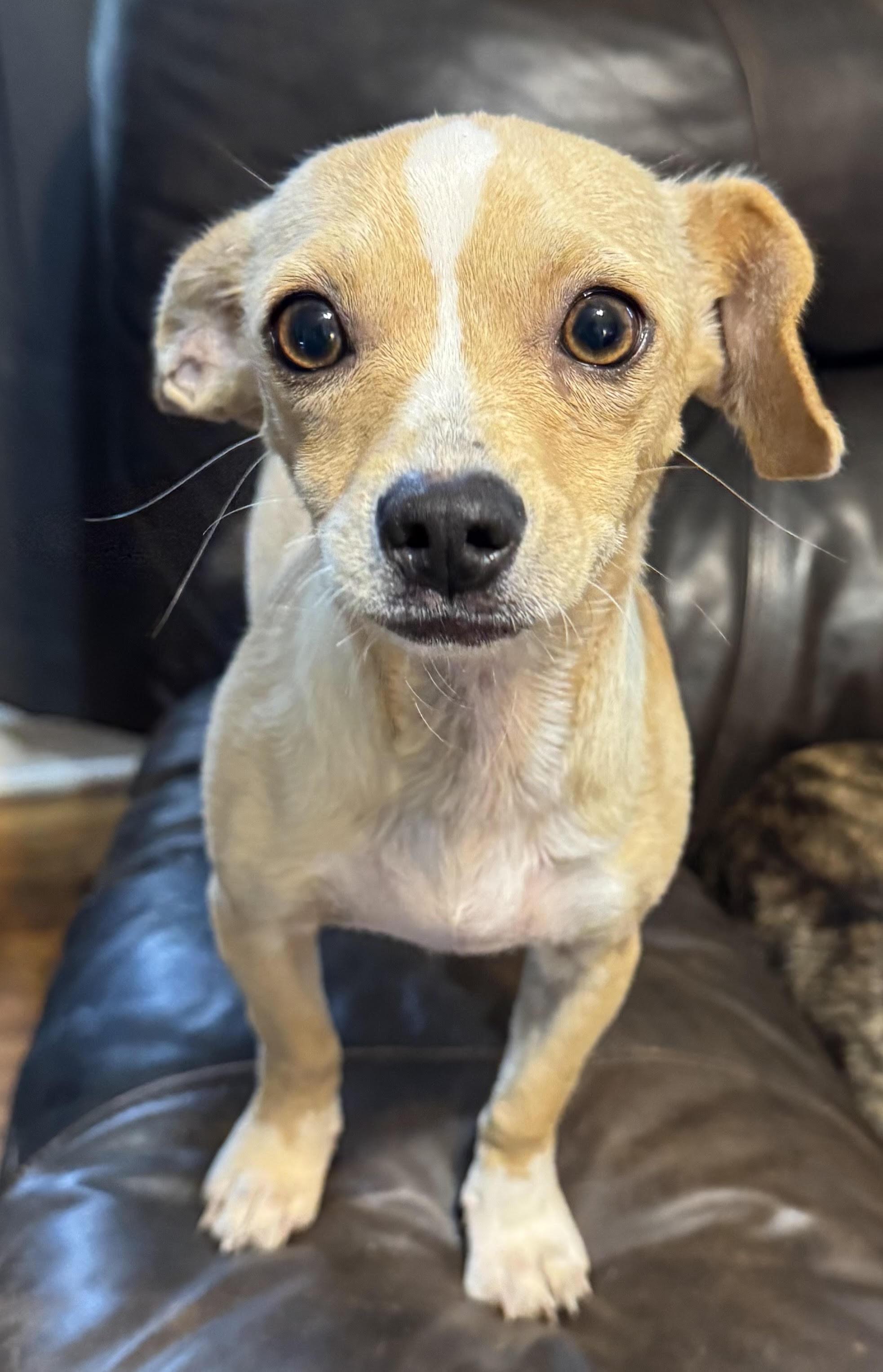 Sadie, an adopted Chihuahua in Maiden, NC image 2/4