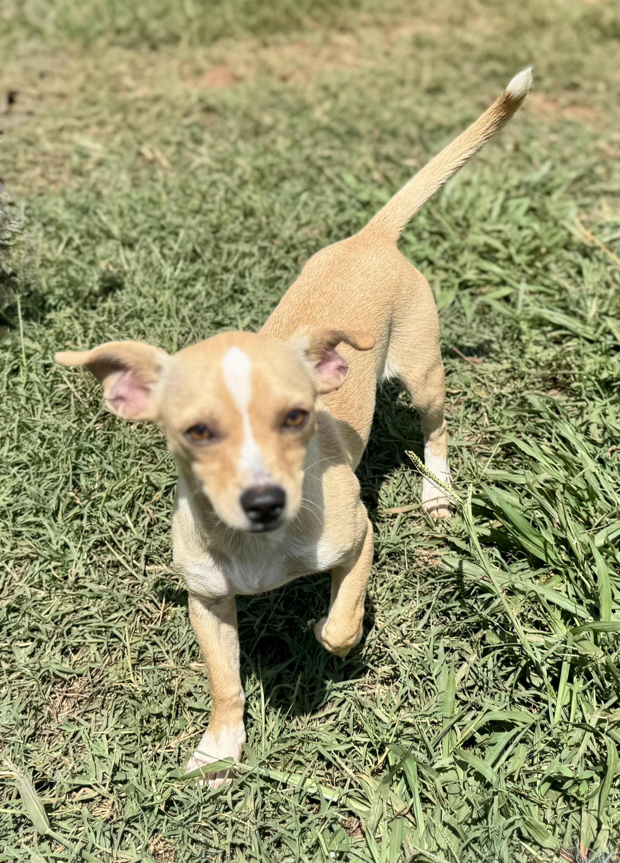 Sadie, an adopted Chihuahua in Maiden, NC image 3/4