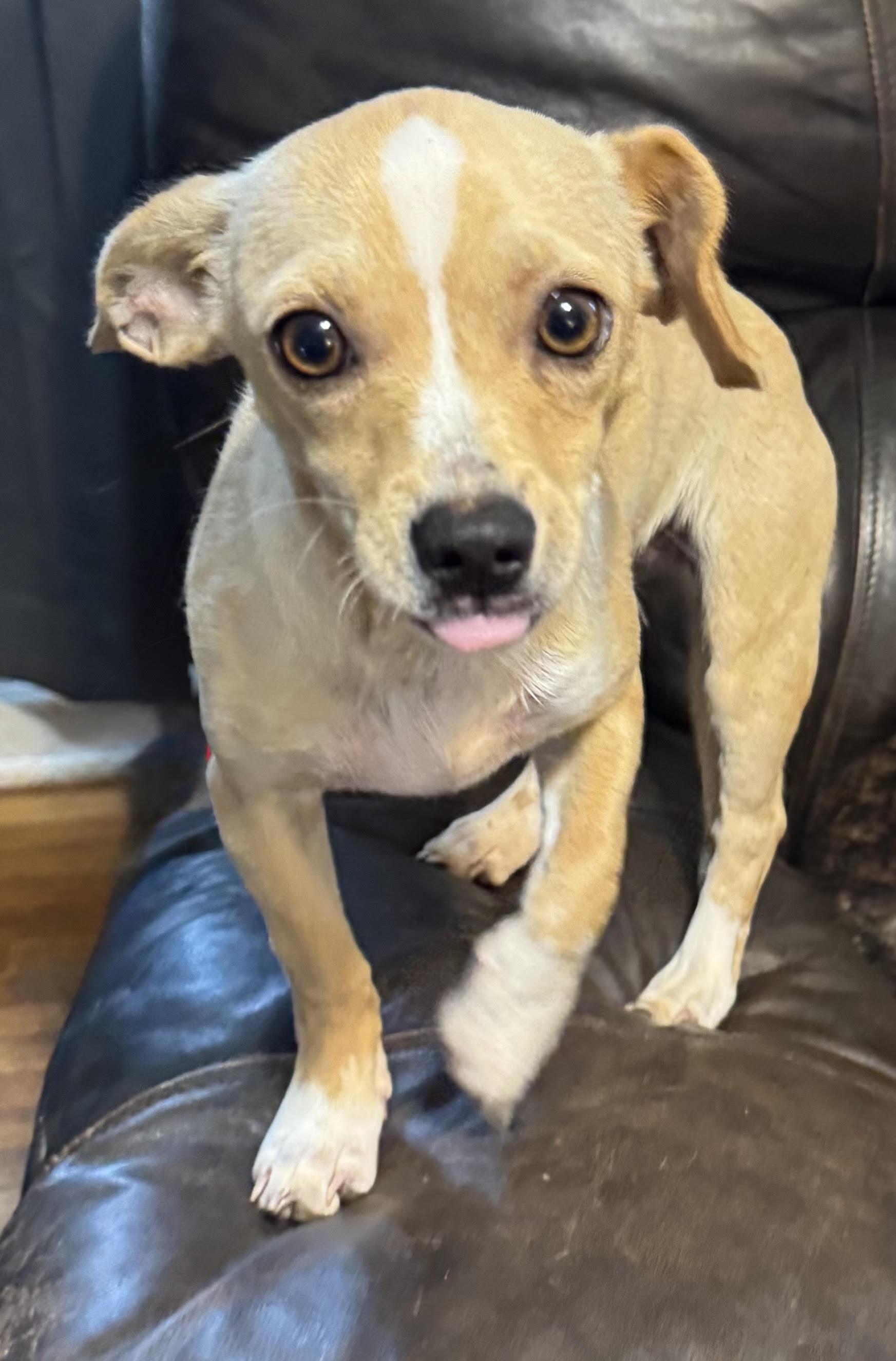 Sadie, an adopted Chihuahua in Maiden, NC image 4/4