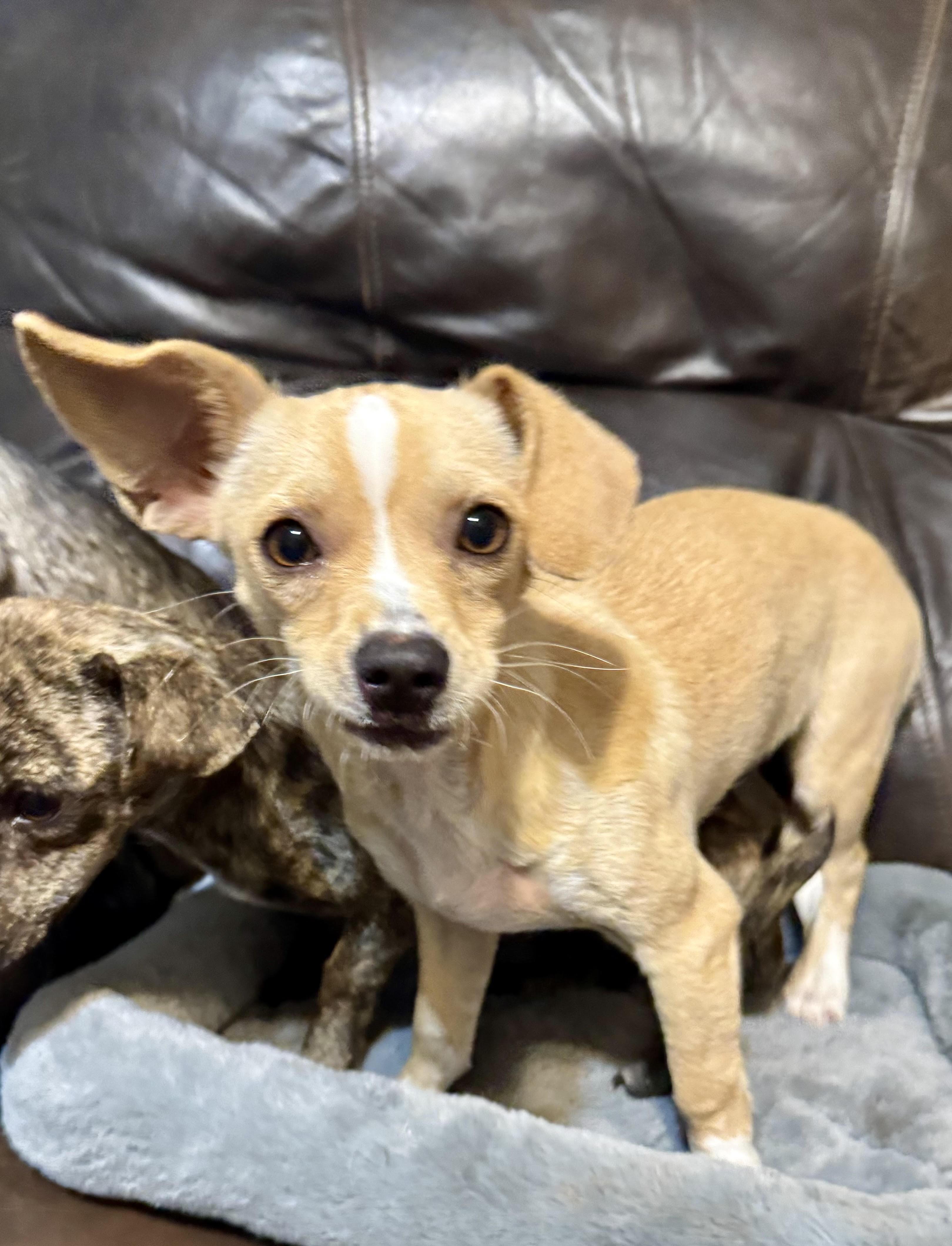 Sadie, an adopted Chihuahua in Maiden, NC image 1/4