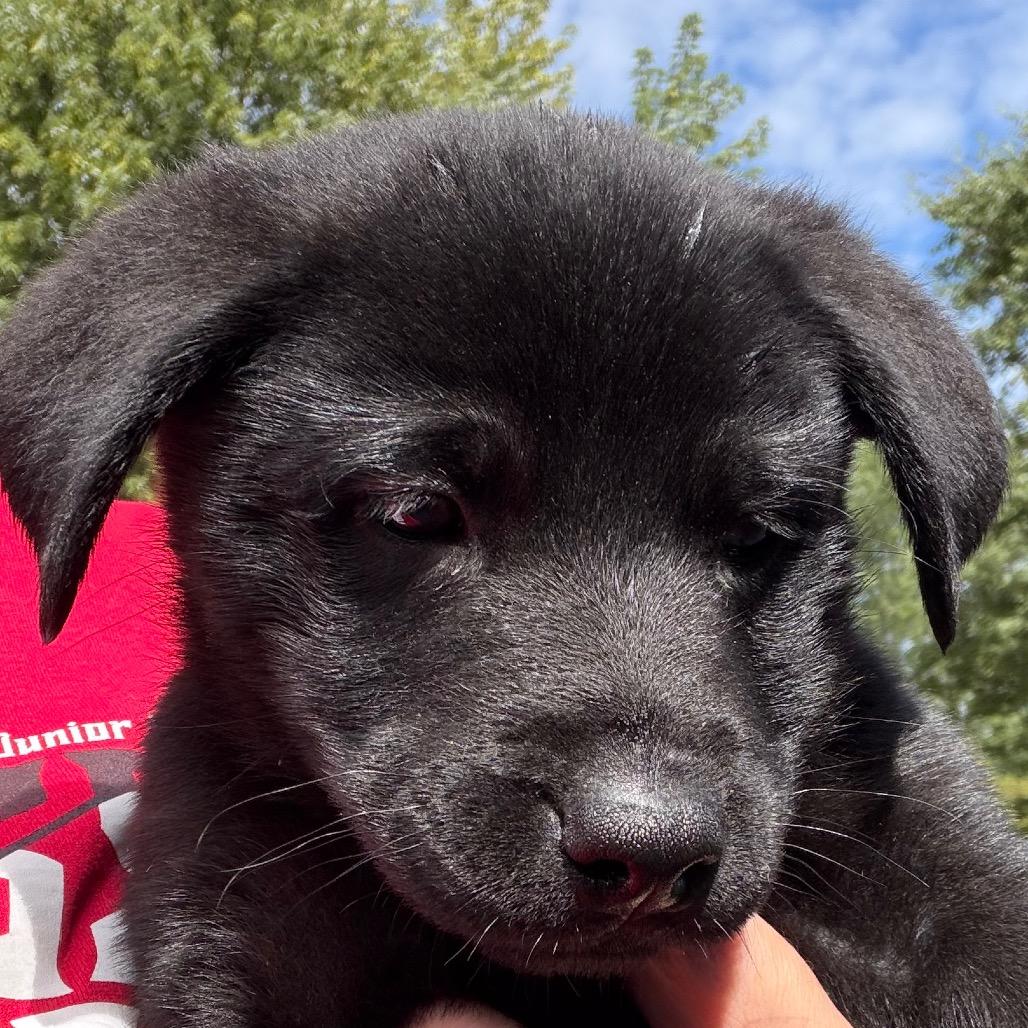 Miranda - orange, Adoptable, Puppy Female Husky & Shepherd.